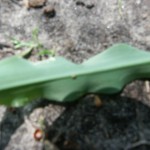 Afbeelding 030