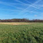 vruchtwisselingsproef geel Hooibeekhoeve