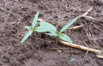 Datura kiemplant herkennen